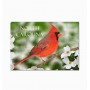 Horizontal Metal Magnet - North Carolina Cardinal Bird on Dogwood Blossom