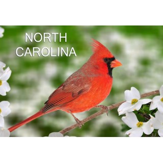Souvenir Postcard (Pack of 50) - North Carolina Cardinal on Dogwood Blossom