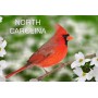 Souvenir Postcard (Pack of 50) - North Carolina Cardinal on Dogwood Blossom